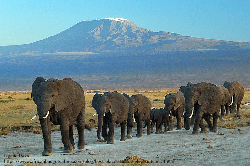 Amboseli_National_Park_Kenya